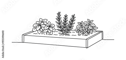 "Herb Garden". Minimalistic one-line drawing small outdoor herb garden bed with neatly arranged basil,