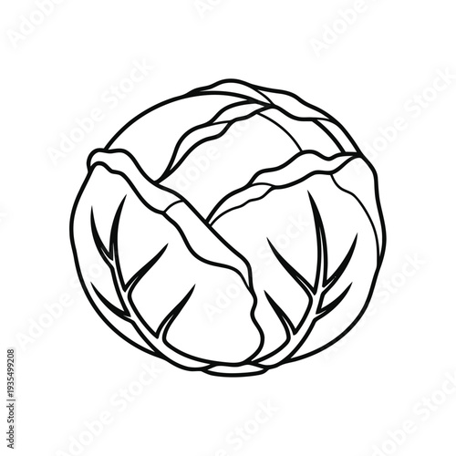 A single head of crisp cabbage is rendered as a detailed outline drawing showcasing its tightly layered leaves against a plain white background.