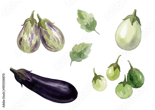 Hand drawn watercolor eggplant varieties set, various types of aubergine illustration／ナス