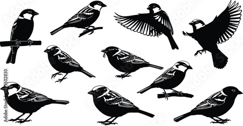  Collection of sparrow bird silhouettes in flight and perched positions, showcasing detailed feather patterns, natural elegance, and avian diversity for artistic and educational use.