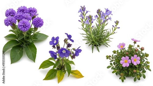 A beautiful collection of various purple flowering plants in full bloom