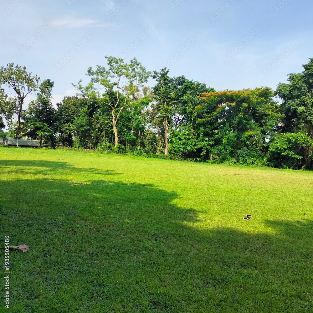 Obraz premium Green field with lush trees