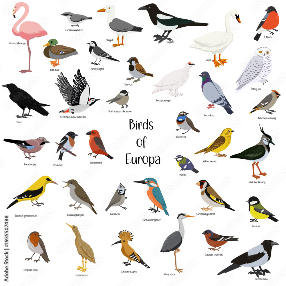 Obraz premium vector drawing birds of Europa, hand drawn illustration, isolated nature design elements