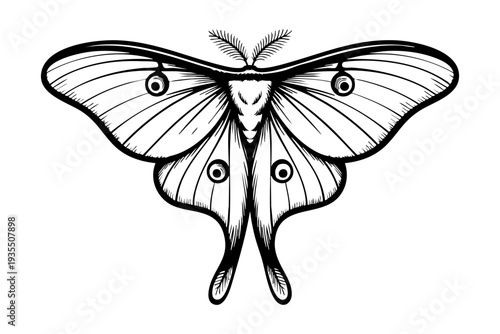 Luna moth illustration in vintage engraving black and white line art