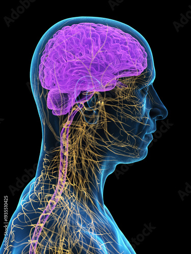 Tableau sur toile A Detailed 3D Depiction Of The Nervous Organs Of The Head Of A Male