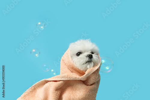 Cute Maltese dog in towel w...