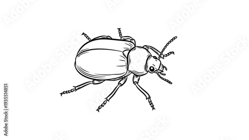 Hand-drawn illustration of a beetle, black and white sketch, isolated on white background.