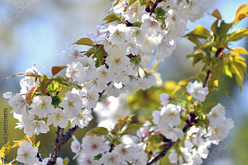 山桜 白い花アップ