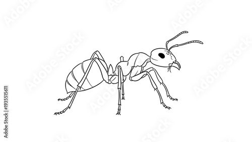 Line Drawing of an Ant on a White Background