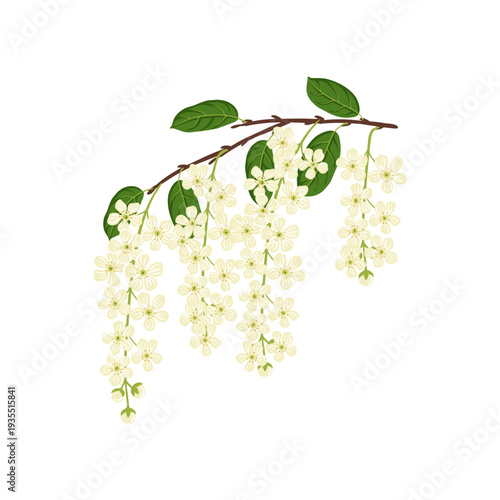 flowering bird cherry, vector drawing tree branch with flowers and green leaves isolated at white background, hand drawn illustration