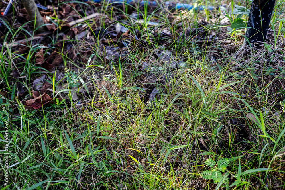 Fototapeta premium Grass And Fallen Leaves In Garden