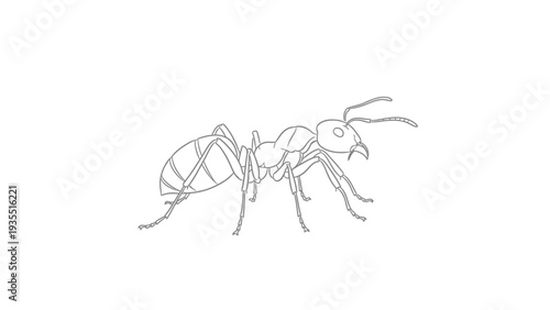 Outline Drawing of an Ant on White Background