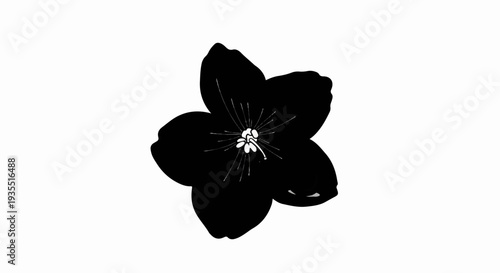 A stark black flower with white delicate center and thin petals