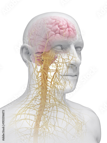 Foto A Detailed 3D Depiction Of The Nervous Organs Of The Head Of A Male