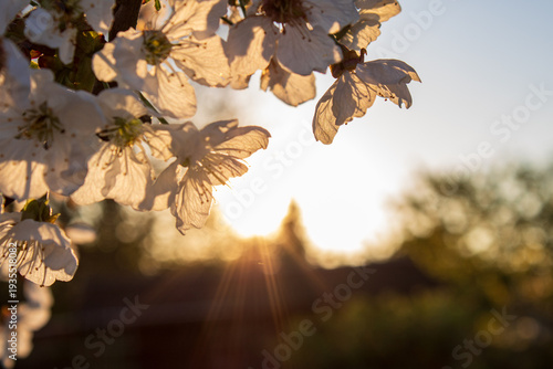 Cherry blossoms backlit by warm sunlight at sunset, spring bloom