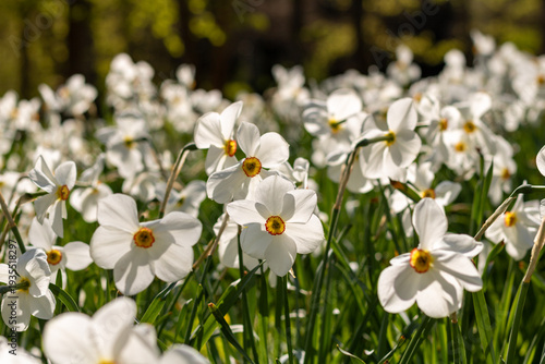 White Daffodils Blooming in Spring Garden Meadow
