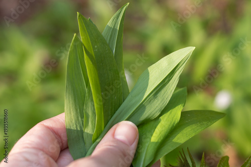 Hand holding fresh wild garlic leaves (Allium ursinum)