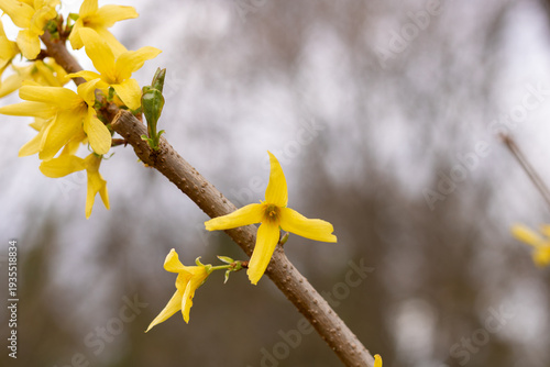 Yellow forsythia branch blooming in early spring