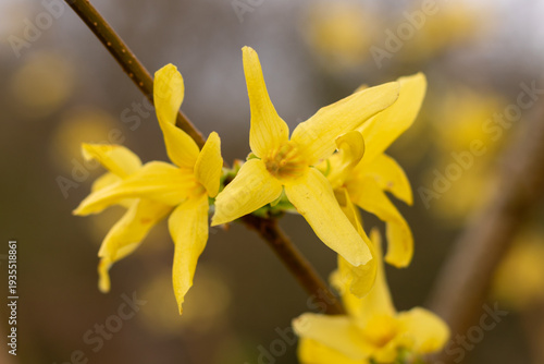 Yellow forsythia flowers blooming in early spring