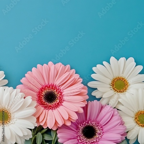 A Beautiful Display of Pink and White Gerbera Daisies on a Soft Blue Background for Spring Decor