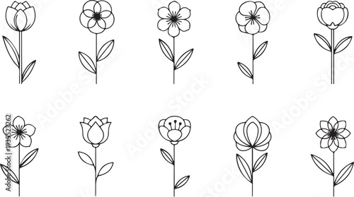 set of tulips vector