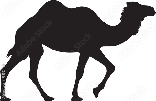 Camel. Black silhouette of a walking camel isolated on a white background