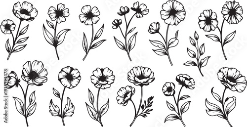Set of 15 Hand Drawn Botanical Flower Vector Illustrations