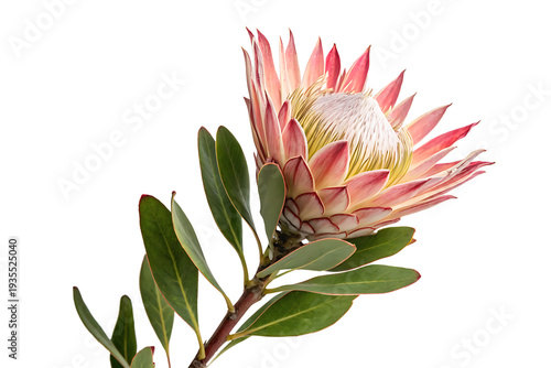 Pink Protea Flower  isolated on transparent background

