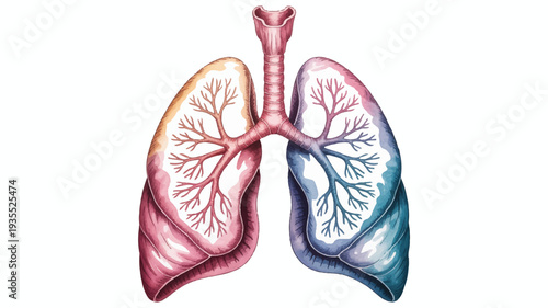 Artistic watercolor illustration of human lungs and trachea, a detailed anatomical model representing the vital respiratory system with colorful nuances