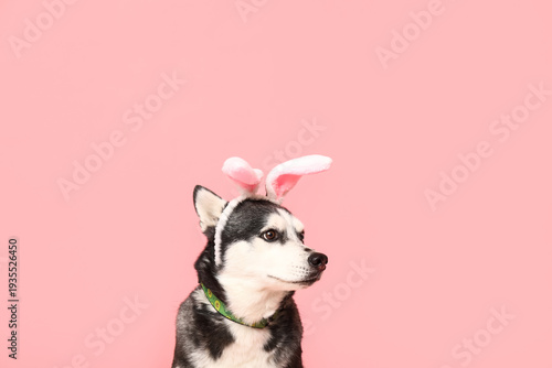 Adorable Husky dog with bun...