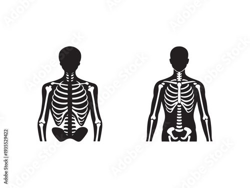 Human skeleton illustrations of front and back view of body  medical educational graphics