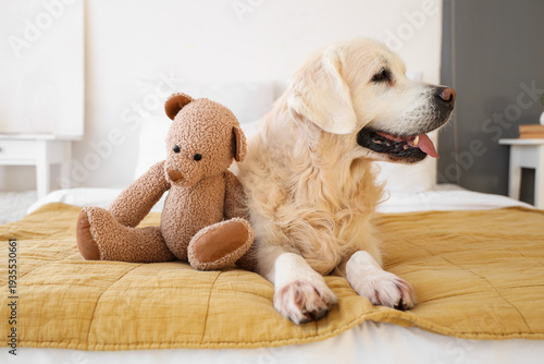 Cute Labrador dog with toy ...