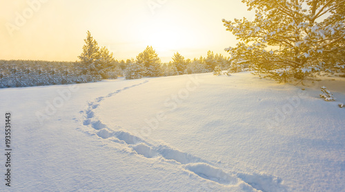 Foto snowbound winter fir tree forest  at the sunset, seasonal outdoor evening scene