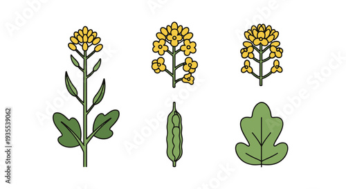 Canola Line art vector set abstract dynamic style