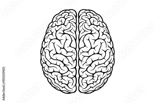 Intricate illustration of the human brain showcasing its complex structure and symmetry Vector