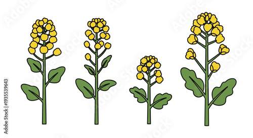 Canola Line art vector set creative abstract concept