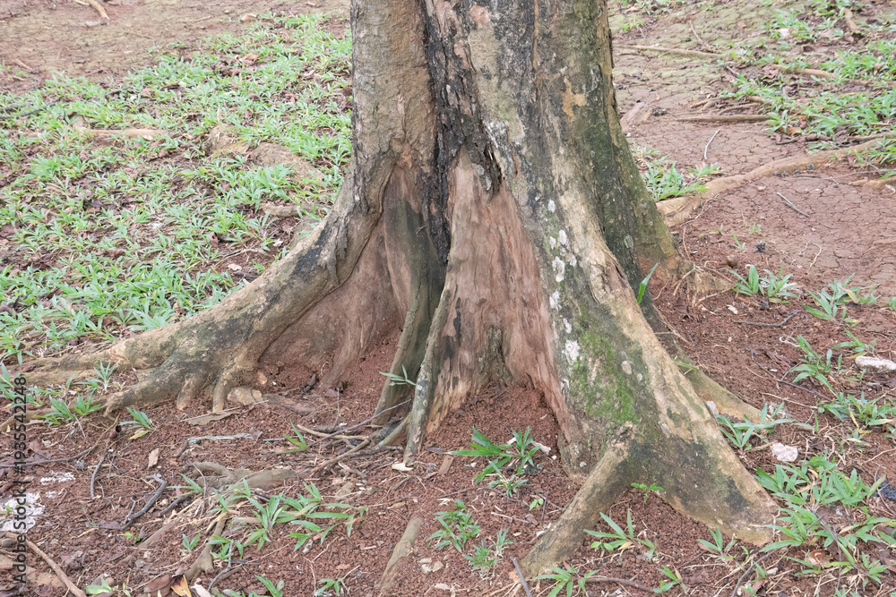 Fototapeta premium Close-up view of exposed tree roots in park soil. Tree roots showing natural patterns in the soil. Tree base showing roots in a forest park environment. 