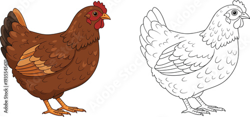 Brown chicken hen vector illustration, farm poultry bird side view, realistic and outline drawing isolated on white background