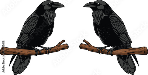 Black raven crow bird vector illustration, gothic wildlife perched on branch, detailed dark feather realistic design