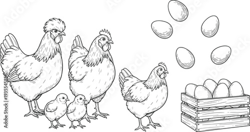 Farm chickens and eggs illustration, hand drawn poultry hen rooster chicks and wooden crate vintage engraving style artwork