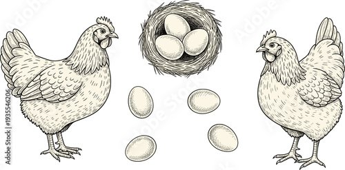 Vintage chicken and eggs engraving illustration, farm poultry hen nest sketch, hand drawn rustic agriculture vector set
