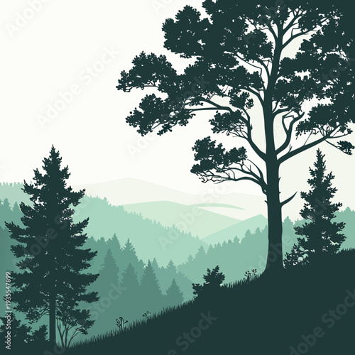 Of a dense forest landscape with trees on a hillside