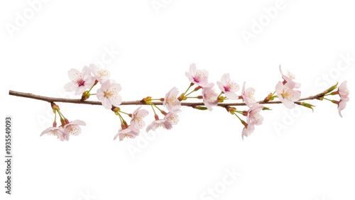 Isolated branch of cherry blossoms in full bloom, delicate pink flowers, spring season, natural light