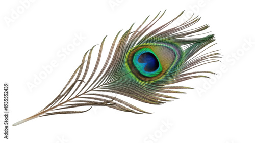 Obraz na plátne Isolated Peacock Feather, Intricate Iridescent Details, Decorative Element, Orni
