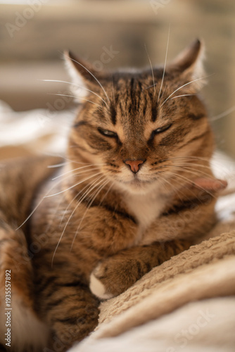 Wallpaper Mural A close-up of a relaxed tabby cat with brown and black stripes, resting comfortably on a soft blanket. it has green eyes and a calm expression. Torontodigital.ca