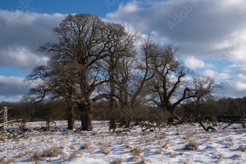 Wallpaper Mural trees in snow, big tree, field Torontodigital.ca