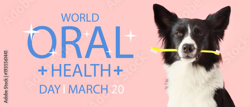 Cute Border Collie dog with...