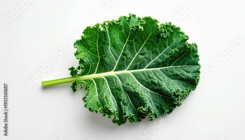 Single fresh green kale leaf on white background, healthy eating.