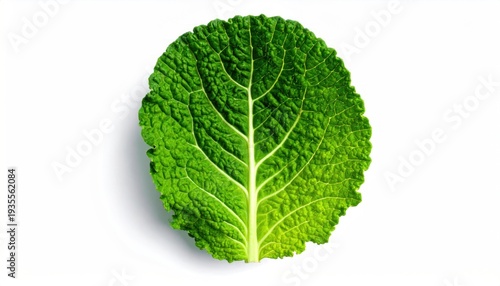 Single Savoy Cabbage Leaf on White Background.