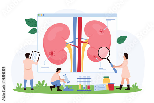 Vector illustration of tiny people examining kidney health and functions, focusing on medical research, diagnosis, nephrology, and the importance of renal care and treatment.